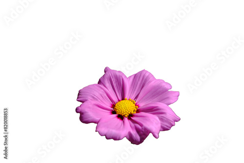 Pink flowers isolated on white background.  Make clipping path.