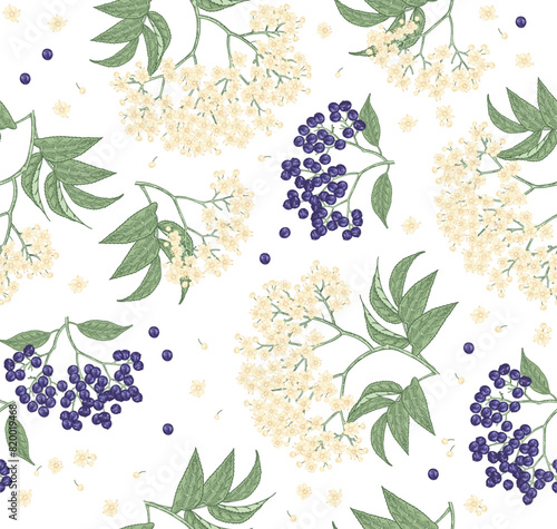 Elderflower seamless pattern. Elderberry, sambucus flowers hand drawn. Vector illustration vintage.
