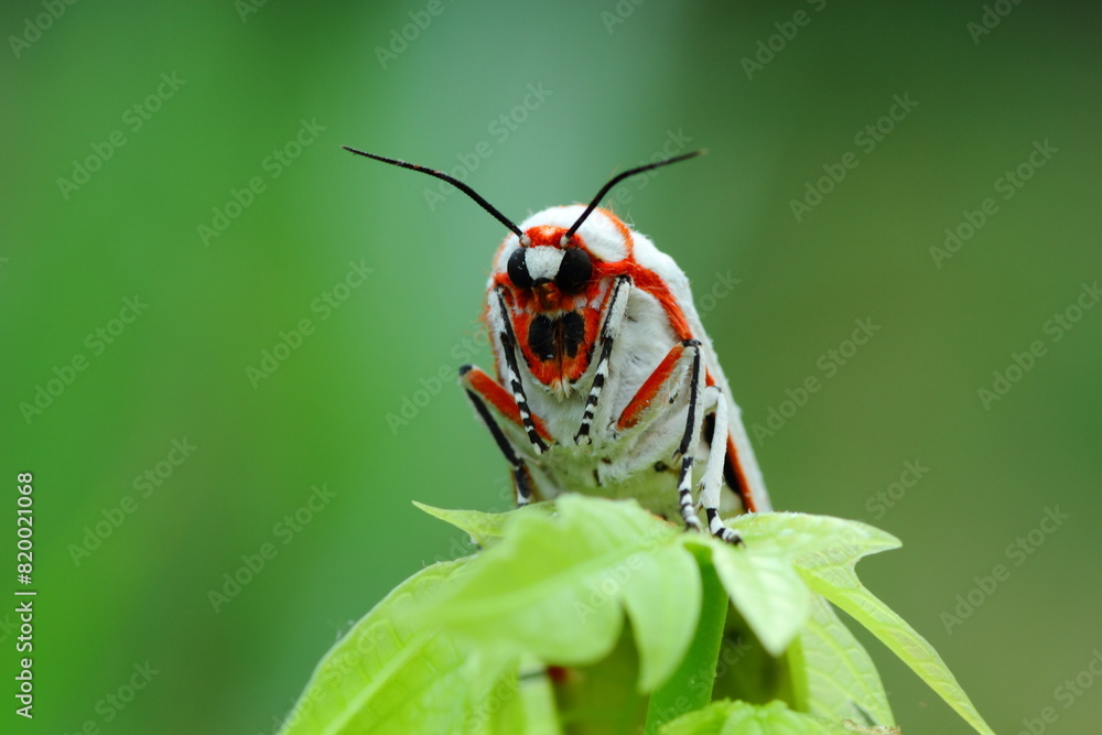 Fototapeta premium a moth 