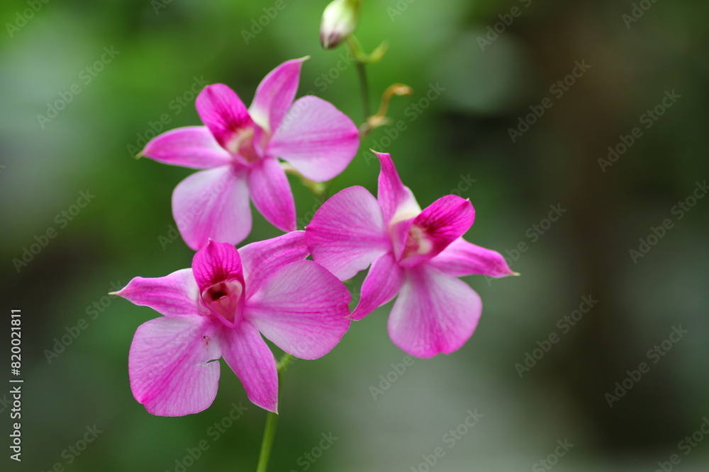 Beautiful purple orchid flower, macro photography, spruce, plant. Beautiful purple orchid flower, macro photography, spruce, plant.