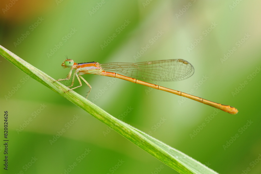 a dragonfly perched on a leaf, macro photography, close up, insect. a dragonfly perched on a leaf, macro photography, close up, insect.