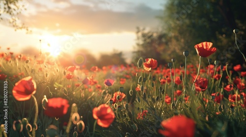 Enchanting Field of Red Poppies Bathed in Warm Sunlight Showcasing Nature s Artistry