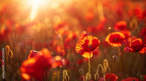 Sunset Over a Poppy Field  A Peaceful Remembrance Day Tribute with Soft Focus and Bokeh Effect