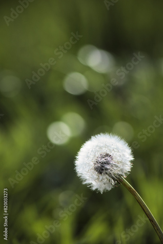 Pusteblume