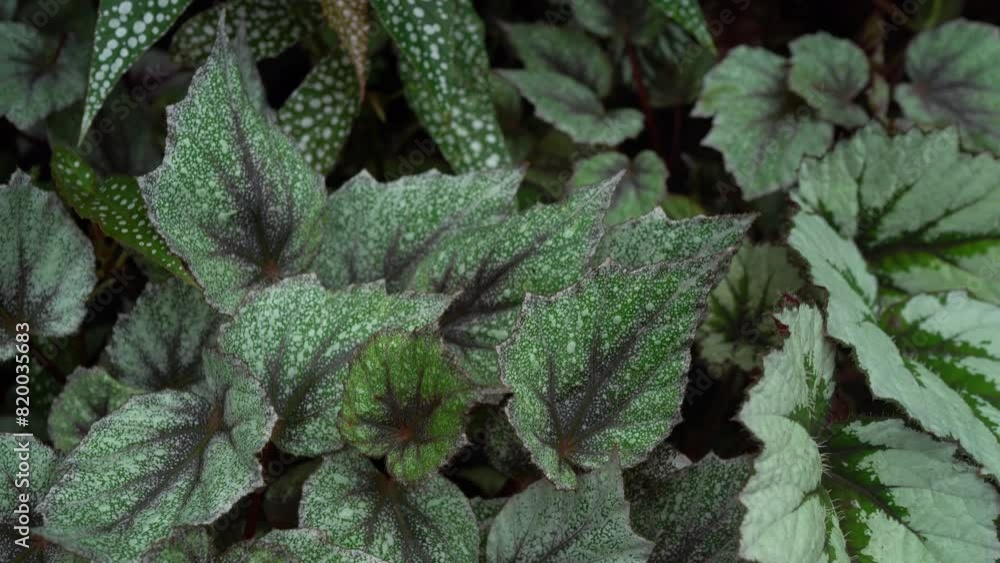 close up of Begonia leaves, begonia morning dew, color full begonia close up of Begonia leaves, begonia morning dew, color full begonia