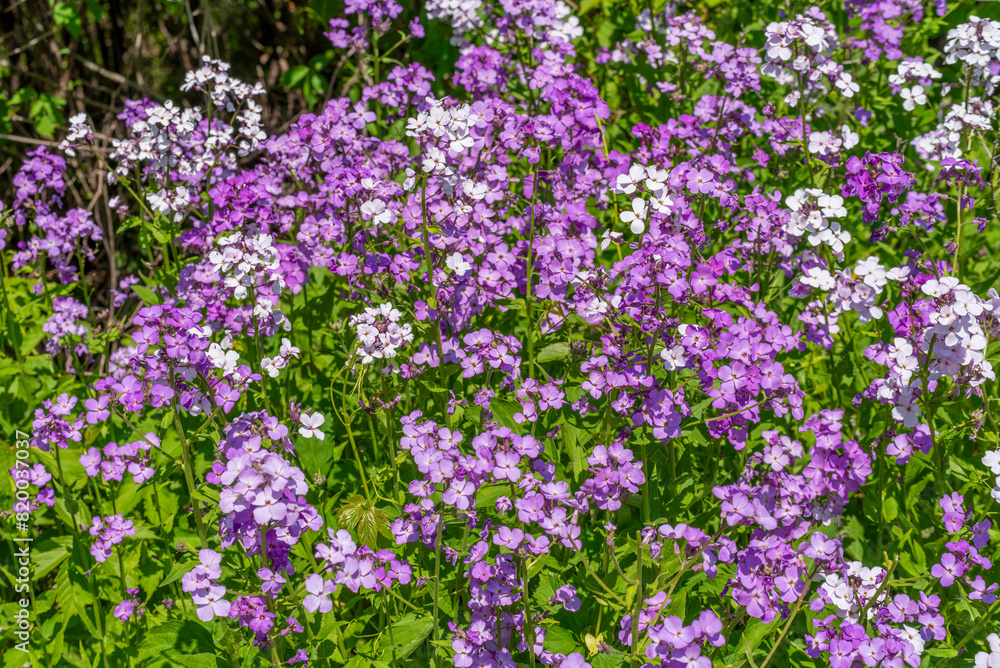 Purple And White Dame's Rocket Flowers Growing Along The Fox River Trail In Wisconsin In Spring