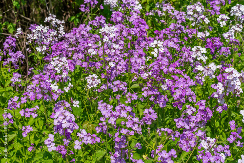 Purple And White Dame s Rocket Flowers Growing Along The Fox River Trail In Wisconsin In Spring