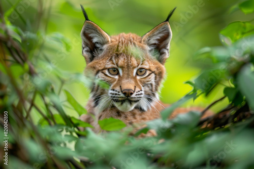 Lynx Cub in Natural Habitat Wildlife Close Up of Young Predatory Cat in Lush Green Forest