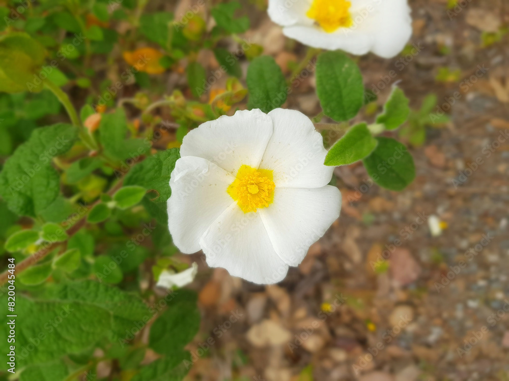 Obraz premium Piante selvatiche