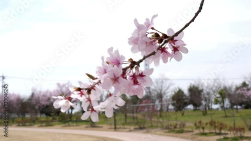 Sakura flower cherry blossom full blooming , wind blow sakra branch in public park,beautiful sakura branch in spring time over white sky and sunshine in Japan.