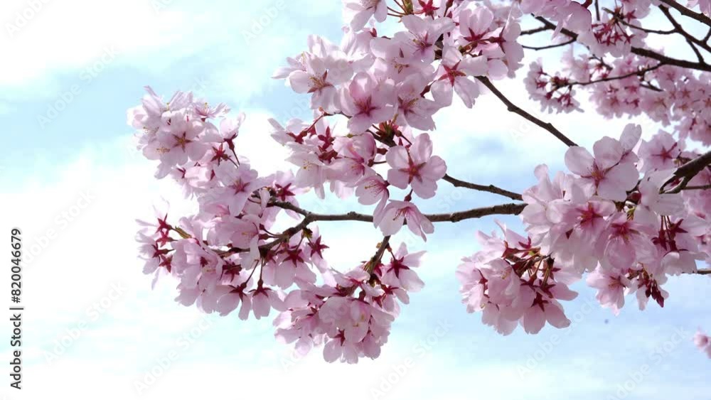 Cherry blossoms sakura branches on blue clear sky background in spring, flowers full bloom warm season wind blow sakra branch, beautiful nature scene sakura branches against white isolate sky. Cherry blossoms sakura branches on blue clear sky background in spring, flowers full bloom warm season wind blow sakra branch, beautiful nature scene sakura branches against white isolate sky.