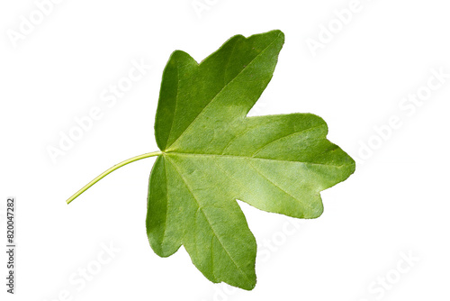 Fresh leaf details of the  field maple (Acer campestre ssp.) photo