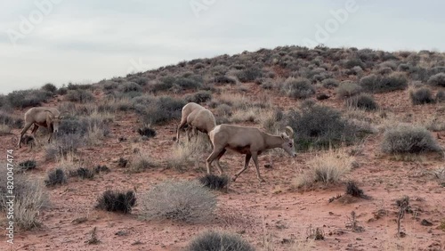 Desert Bighorn Sheep blending with the landscape while grazing at dawn - Valley of Fire State Park, Nevada, USA
