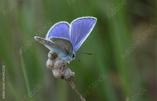A common blue (Polyommatus icarus) perching on a flower