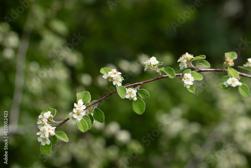 A blooming branch of the coinwort cotoneaster (Cotoneaster nummularius) is a species from the Rosaceae family. photo