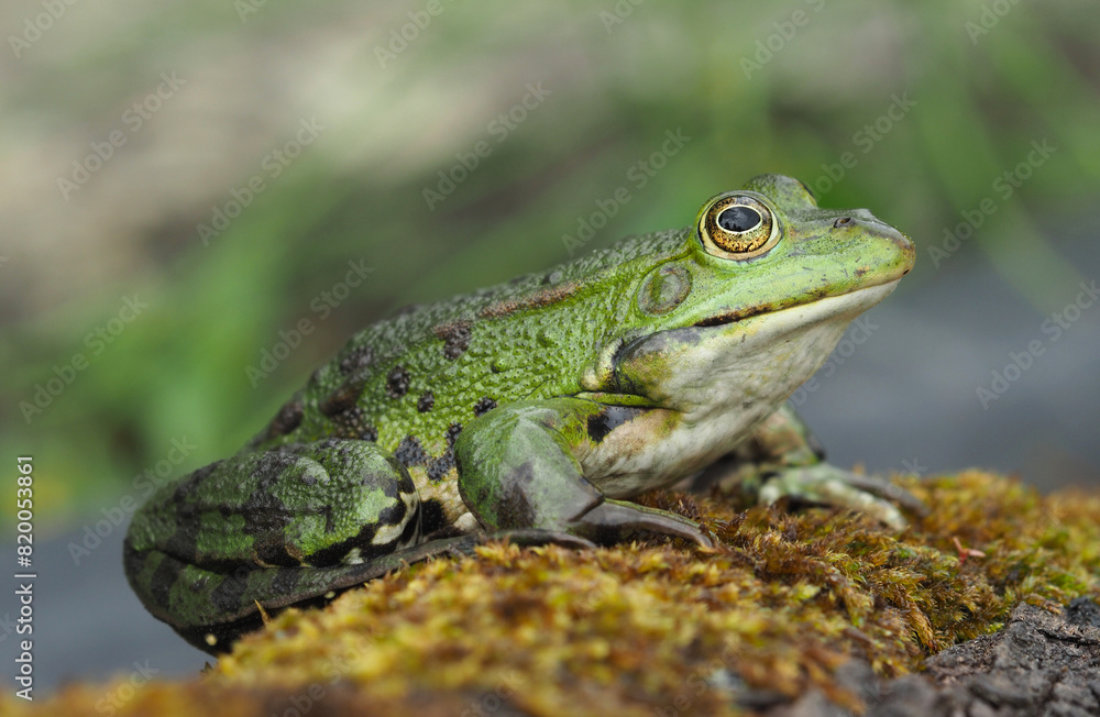 Männlicher grüner Frosch sitzt auf einem bemoosten Stamm am Teichrand Männlicher grüner Frosch sitzt auf einem bemoosten Stamm am Teichrand