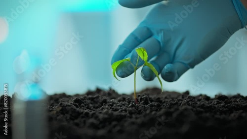 A professional researcher wearing gloves inspects sprout grown from biologically engineered cells. Experiments on growing modified food in laboratory conditions. Bioengineering in improving nutrition photo