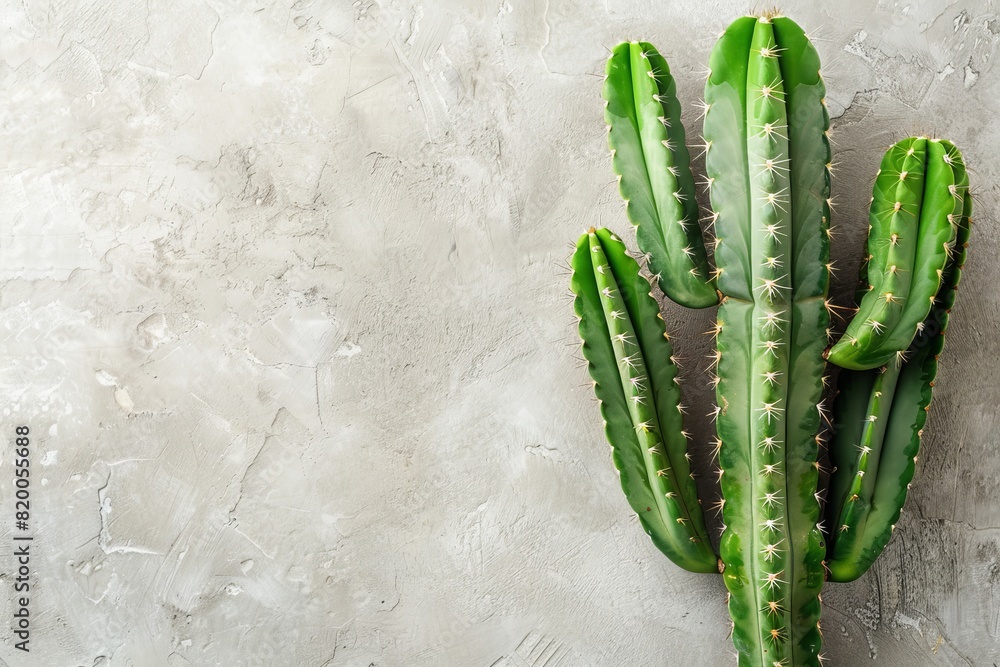 Naklejka premium A cactus is standing on a grey wall