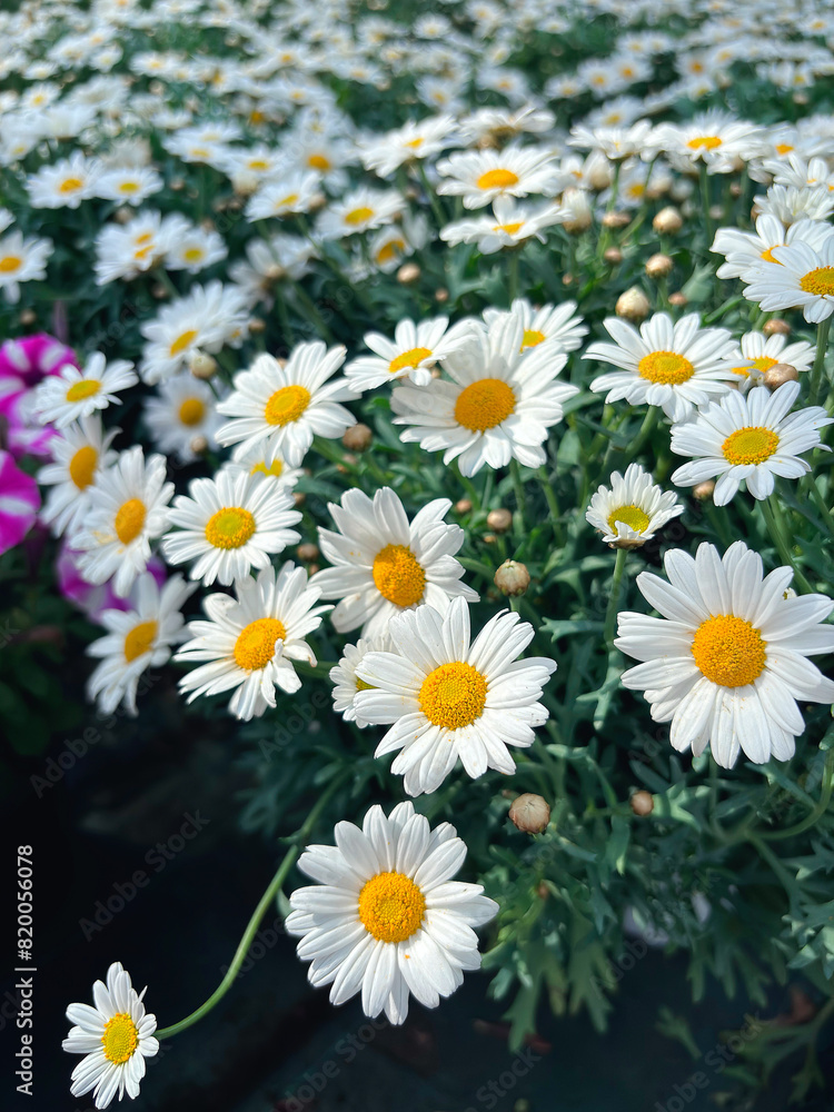 Fototapeta premium fiore di margherita bianca, white daisies