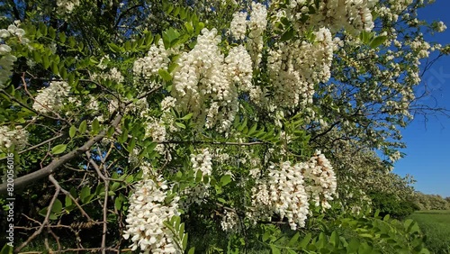 flowers on the tree Robinia pseudoacacia