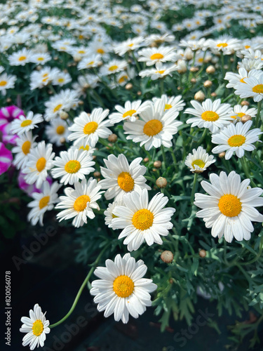 fiore di margherita bianca, white daisies