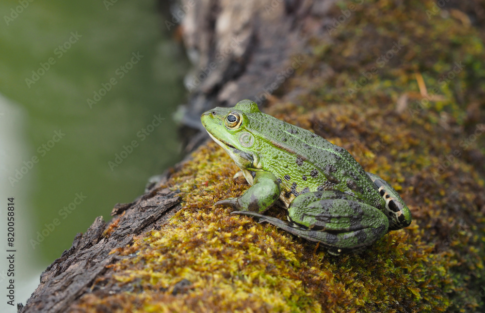 Obraz premium Männlicher grüner Frosch sitzt auf einem bemoosten Stamm