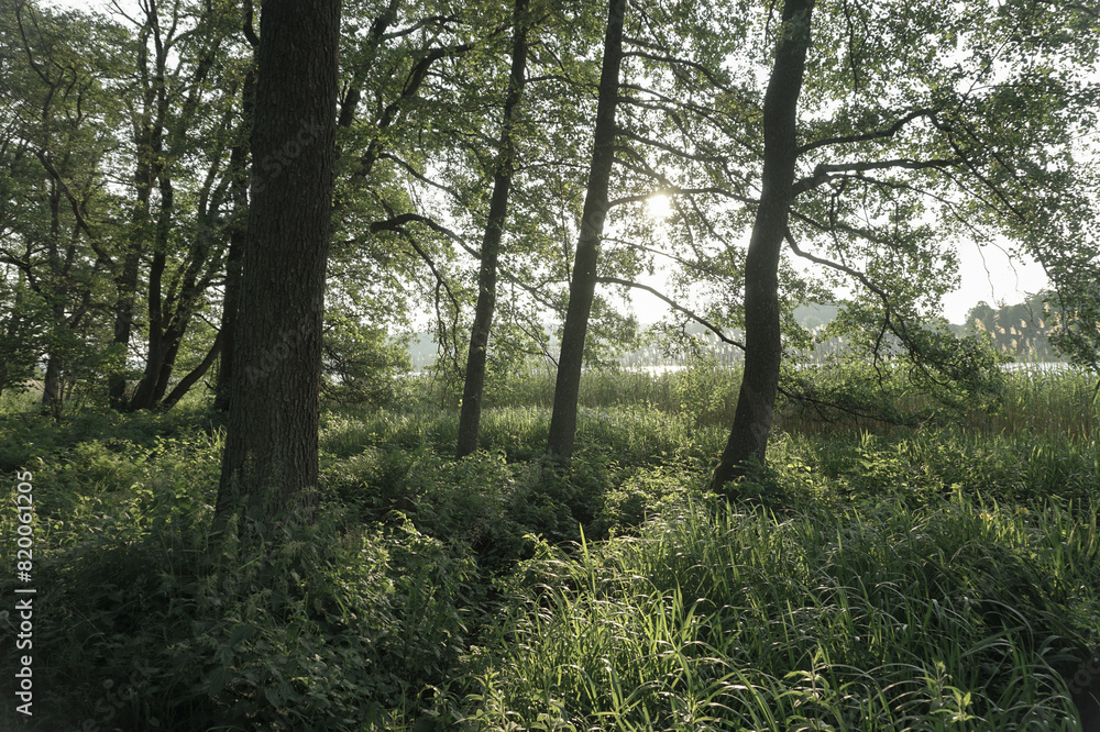 View of trees growing in the forest View of trees growing in the forest