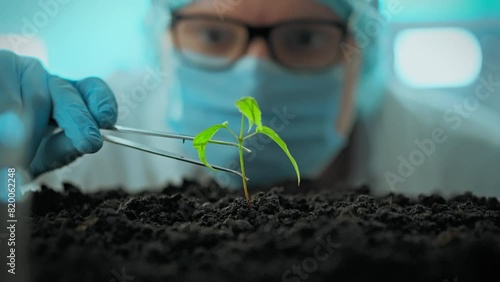 A professional researcher tests a biologically created sprout. Laboratory experiments on growing modified food demonstrate the potential of bioengineering. Advances in food technology photo