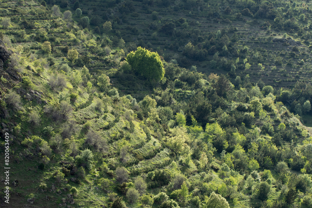 A young forest created by artificial planting A young forest created by artificial planting