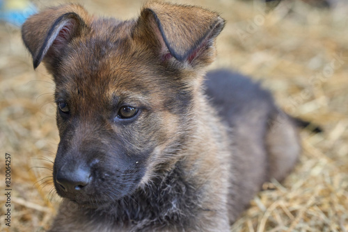 Beautiful German Shepherd puppies playing in their enclosure on a spring day in Skaraborg Sweden © LightTheurgist