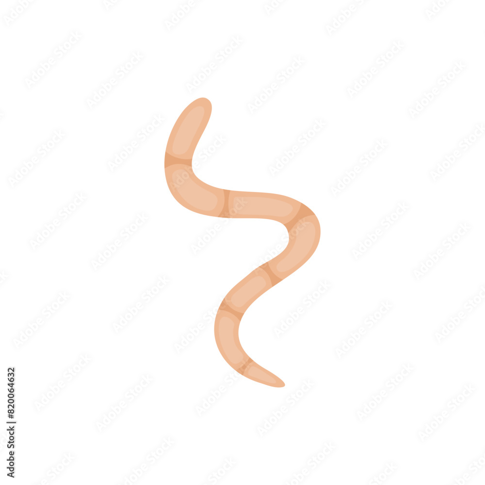 Fototapeta premium Parasites Worm in Domestic Animals Tapeworm 