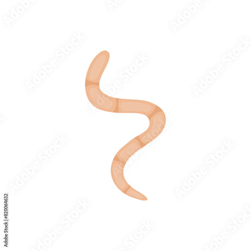 Parasites Worm in Domestic Animals Tapeworm 