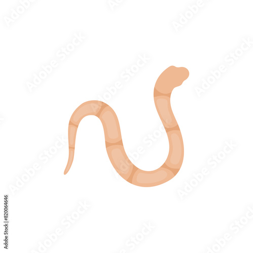 Parasites Worm in Domestic Animals Tapeworm 