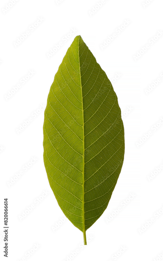 Obraz premium Fresh leaf details of the walnut (Juglans regia)