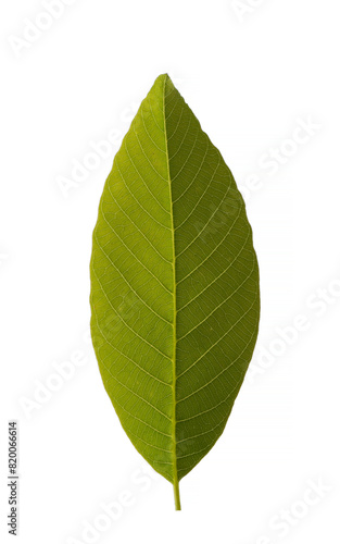Fresh leaf details of the walnut  Juglans regia 