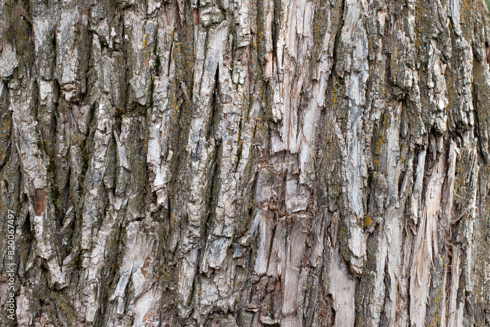 Bark texture of the white willow (Salix alba) tree Bark texture of the white willow (Salix alba) tree