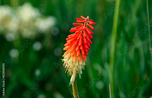 Orange kniphofia flower close up. Red hot poker torch lily blossom. Exotic flower bloom.