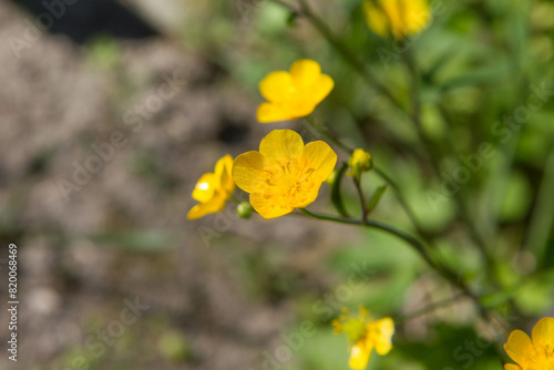 The wooly buttercup (Ranunculus lanuginosus) plant blooming