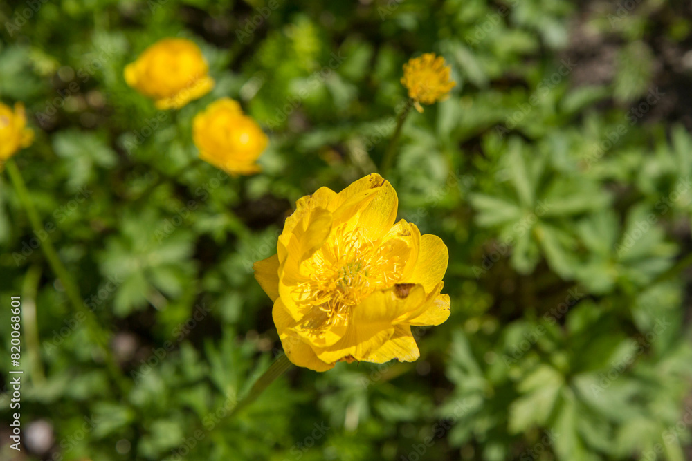 The globeflower (Trollius europaeus) plant blooming The globeflower (Trollius europaeus) plant blooming
