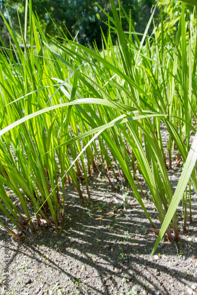Obraz premium The sweet flag (Acorus calamus) plant 