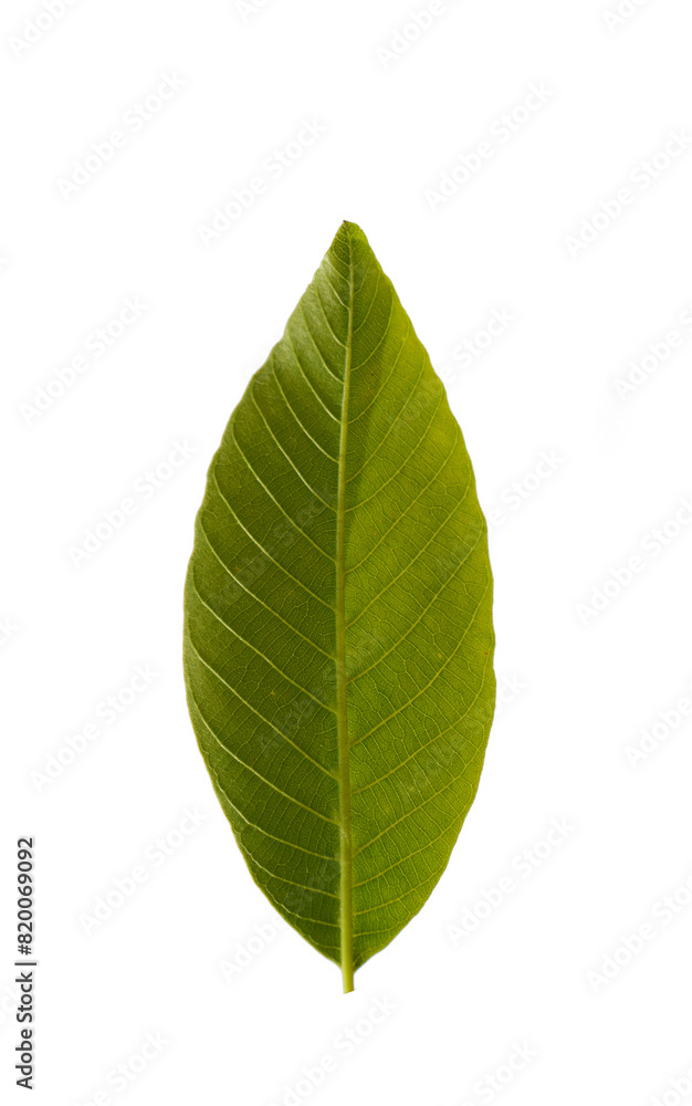 Fresh leaf details of the walnut (Juglans regia) Fresh leaf details of the walnut (Juglans regia)