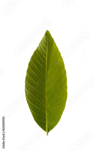 Fresh leaf details of the walnut (Juglans regia)