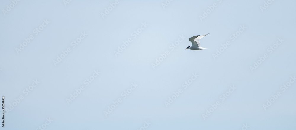 Obraz premium seagull in flight