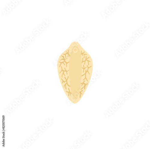 Fasciola Hepatica Illustration 