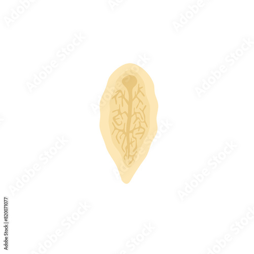 Fasciola Hepatica Illustration 