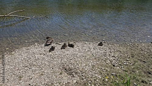ducks on the beach