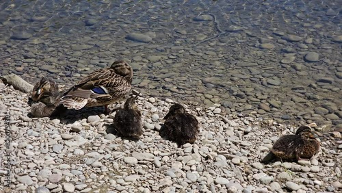 Wild duck family