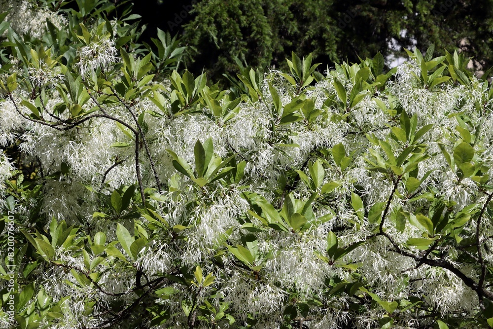 white,fluffy flowers of chionanthus Virginicus tree at spring in park white,fluffy flowers of chionanthus Virginicus tree at spring in park