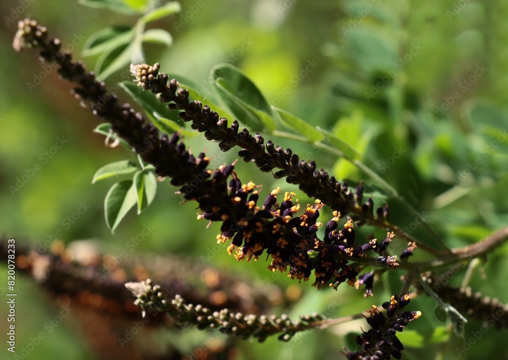 Obraz premium blossoming Amorpha Frutinosa bush -Leguminoseae family in park
