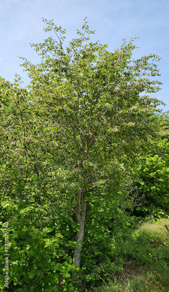 Oriental beech (Fagus orientalis) tree in Ballica village in Pazar district of Tokat province, Turkey Oriental beech (Fagus orientalis) tree in Ballica village in Pazar district of Tokat province, Turkey